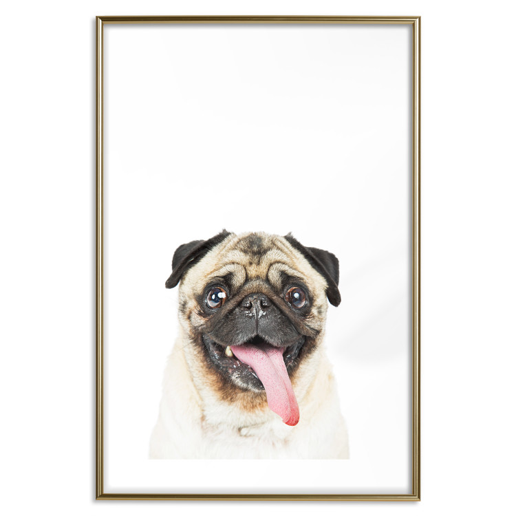 Poster Pug - funny smiling dog with tongue out on white background 114959 additionalImage 15