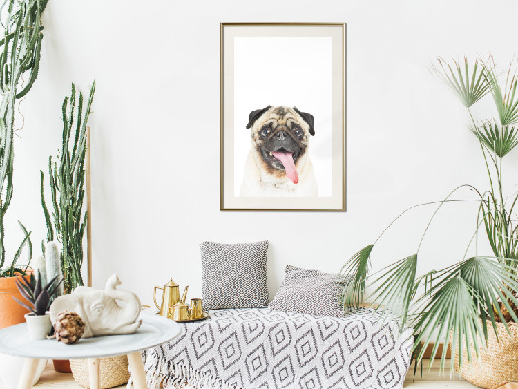 Poster Pug - funny smiling dog with tongue out on white background 114959 additionalImage 17