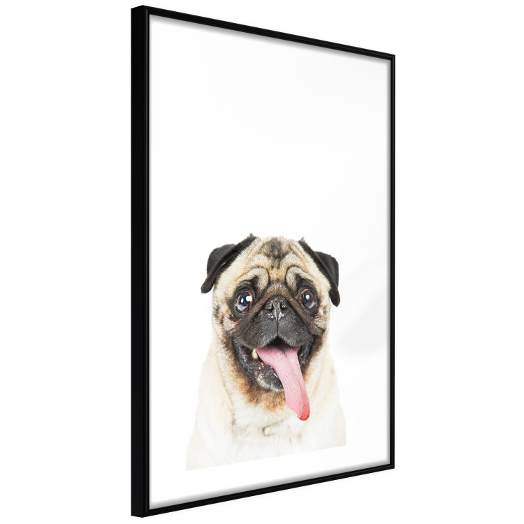 Poster Pug - funny smiling dog with tongue out on white background 114959 additionalImage 13