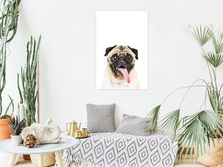 Poster Pug - funny smiling dog with tongue out on white background 114959 additionalImage 16