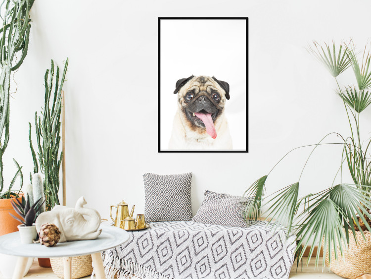 Poster Pug - funny smiling dog with tongue out on white background 114959 additionalImage 3