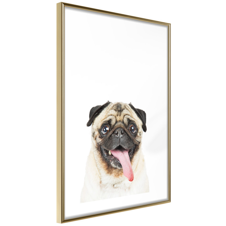 Poster Pug - funny smiling dog with tongue out on white background 114959 additionalImage 8