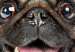 Poster Pug - funny smiling dog with tongue out on white background 114959 additionalThumb 9