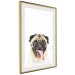 Poster Pug - funny smiling dog with tongue out on white background 114959 additionalThumb 2