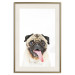 Poster Pug - funny smiling dog with tongue out on white background 114959 additionalThumb 21