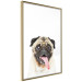 Poster Pug - funny smiling dog with tongue out on white background 114959 additionalThumb 14
