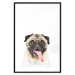 Poster Pug - funny smiling dog with tongue out on white background 114959 additionalThumb 20