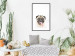 Poster Pug - funny smiling dog with tongue out on white background 114959 additionalThumb 4
