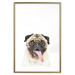 Poster Pug - funny smiling dog with tongue out on white background 114959 additionalThumb 15