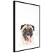 Poster Pug - funny smiling dog with tongue out on white background 114959 additionalThumb 13
