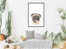 Poster Pug - funny smiling dog with tongue out on white background 114959 additionalThumb 5