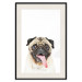 Poster Pug - funny smiling dog with tongue out on white background 114959 additionalThumb 19