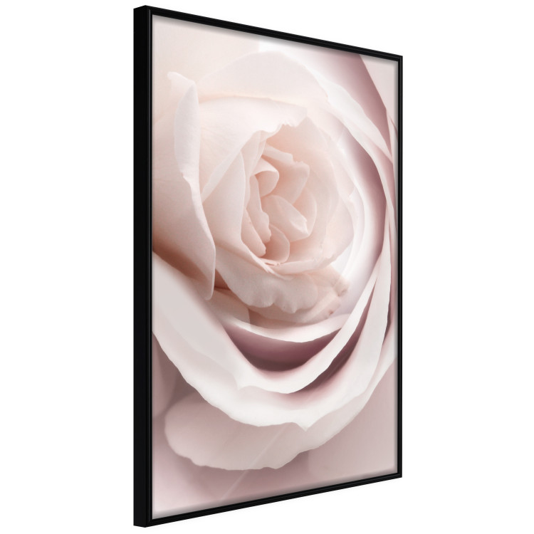 Wall Poster Porcelain Rose - light pink plant with a beautiful fresh rose flower 122859 additionalImage 12