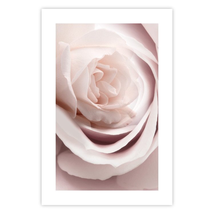 Wall Poster Porcelain Rose - light pink plant with a beautiful fresh rose flower 122859 additionalImage 19