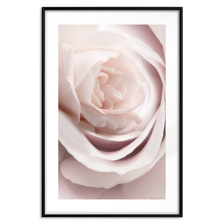 Wall Poster Porcelain Rose - light pink plant with a beautiful fresh rose flower 122859 additionalImage 15