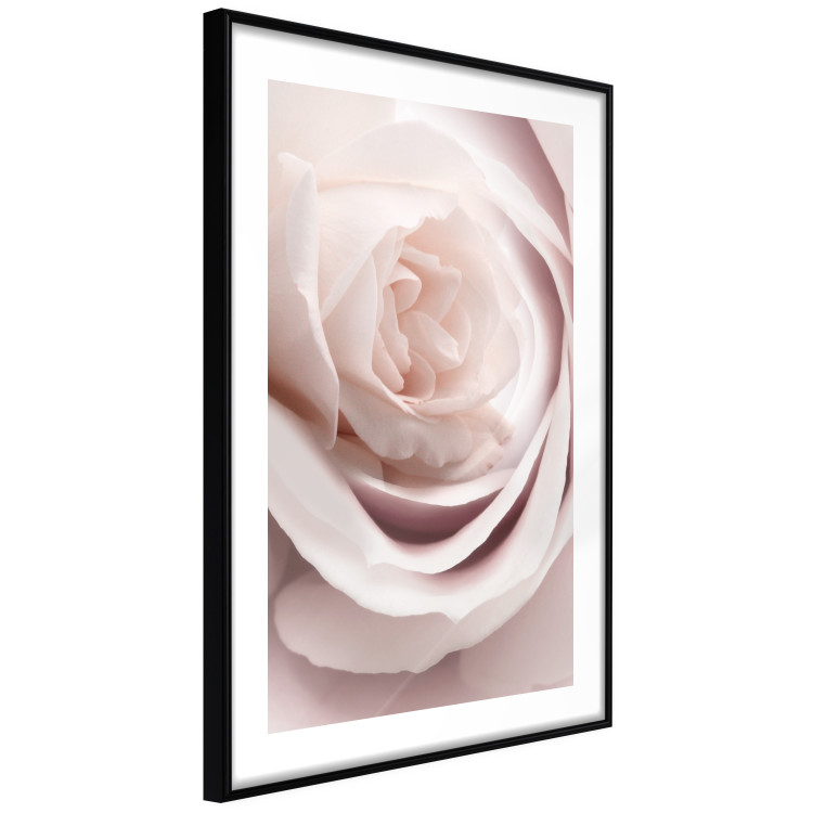Wall Poster Porcelain Rose - light pink plant with a beautiful fresh rose flower 122859 additionalImage 13