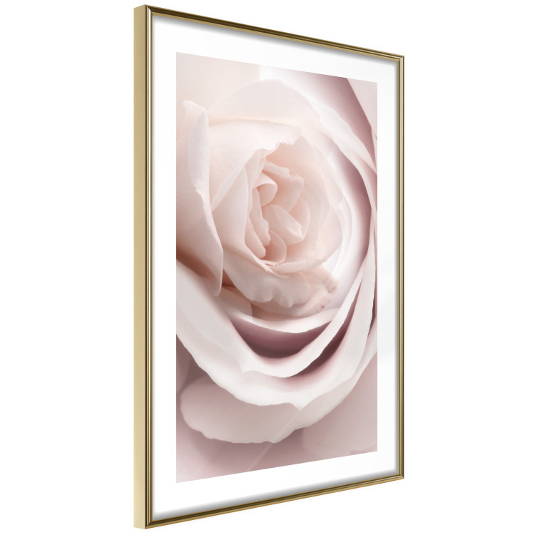 Wall Poster Porcelain Rose - light pink plant with a beautiful fresh rose flower 122859 additionalImage 8
