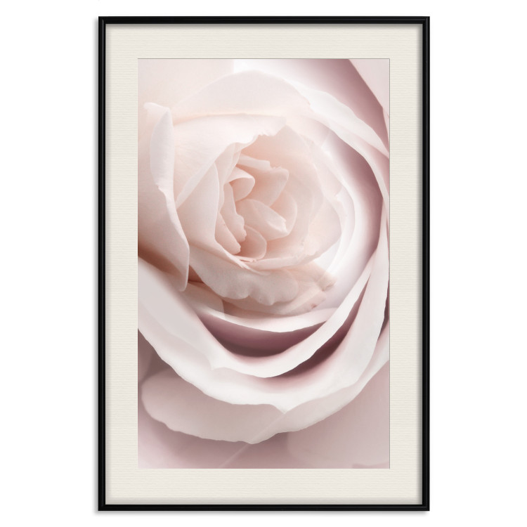 Wall Poster Porcelain Rose - light pink plant with a beautiful fresh rose flower 122859 additionalImage 18
