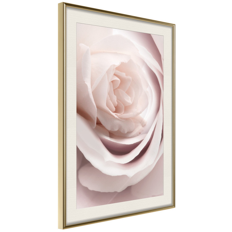 Wall Poster Porcelain Rose - light pink plant with a beautiful fresh rose flower 122859 additionalImage 2
