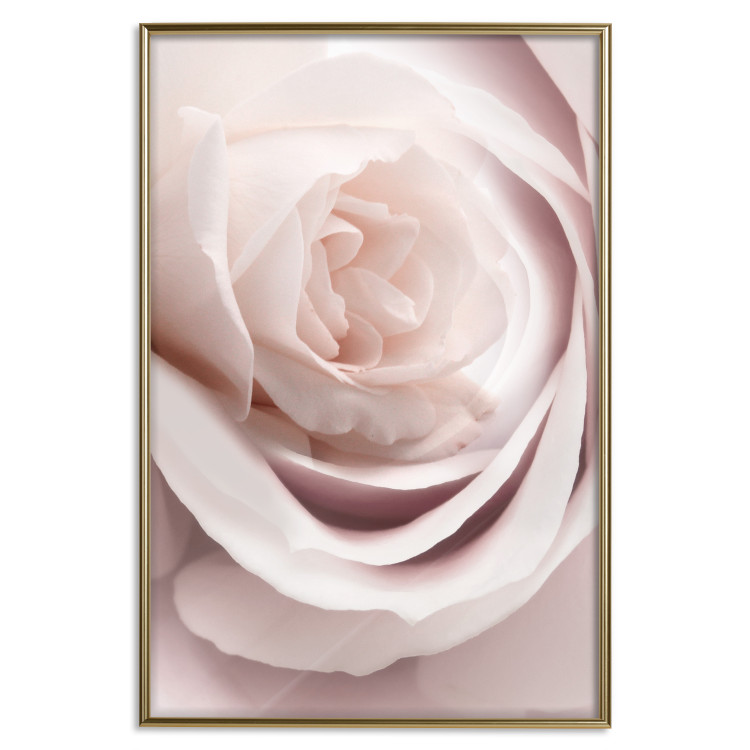 Wall Poster Porcelain Rose - light pink plant with a beautiful fresh rose flower 122859 additionalImage 20