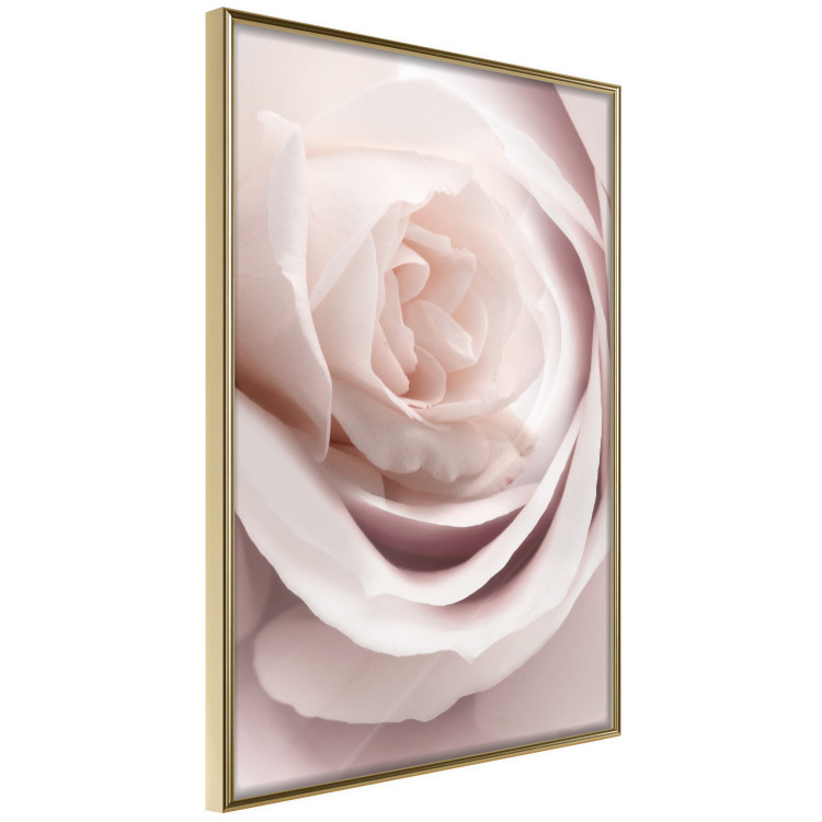 Wall Poster Porcelain Rose - light pink plant with a beautiful fresh rose flower 122859 additionalImage 14
