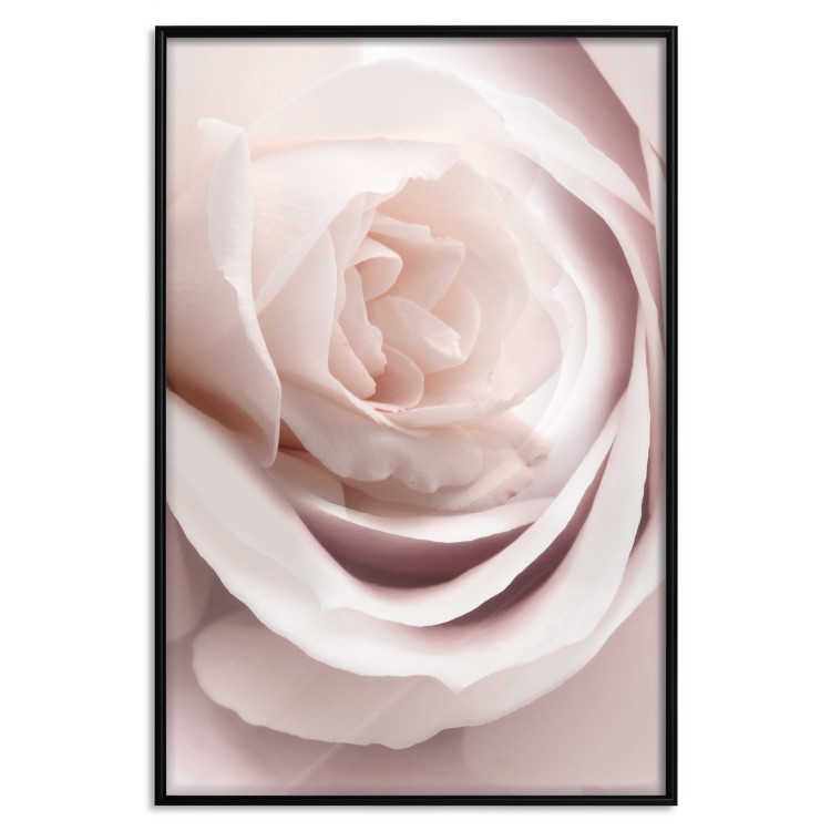 Wall Poster Porcelain Rose - light pink plant with a beautiful fresh rose flower 122859 additionalImage 18