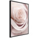 Wall Poster Porcelain Rose - light pink plant with a beautiful fresh rose flower 122859 additionalThumb 10