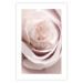 Wall Poster Porcelain Rose - light pink plant with a beautiful fresh rose flower 122859 additionalThumb 19