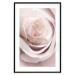 Wall Poster Porcelain Rose - light pink plant with a beautiful fresh rose flower 122859 additionalThumb 17