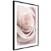 Wall Poster Porcelain Rose - light pink plant with a beautiful fresh rose flower 122859 additionalThumb 13