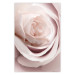 Wall Poster Porcelain Rose - light pink plant with a beautiful fresh rose flower 122859