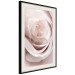 Wall Poster Porcelain Rose - light pink plant with a beautiful fresh rose flower 122859 additionalThumb 3
