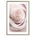 Wall Poster Porcelain Rose - light pink plant with a beautiful fresh rose flower 122859 additionalThumb 16