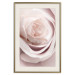 Wall Poster Porcelain Rose - light pink plant with a beautiful fresh rose flower 122859 additionalThumb 19