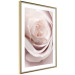 Wall Poster Porcelain Rose - light pink plant with a beautiful fresh rose flower 122859 additionalThumb 8