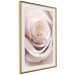 Wall Poster Porcelain Rose - light pink plant with a beautiful fresh rose flower 122859 additionalThumb 2