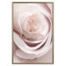 Wall Poster Porcelain Rose - light pink plant with a beautiful fresh rose flower 122859 additionalThumb 20