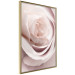 Wall Poster Porcelain Rose - light pink plant with a beautiful fresh rose flower 122859 additionalThumb 12