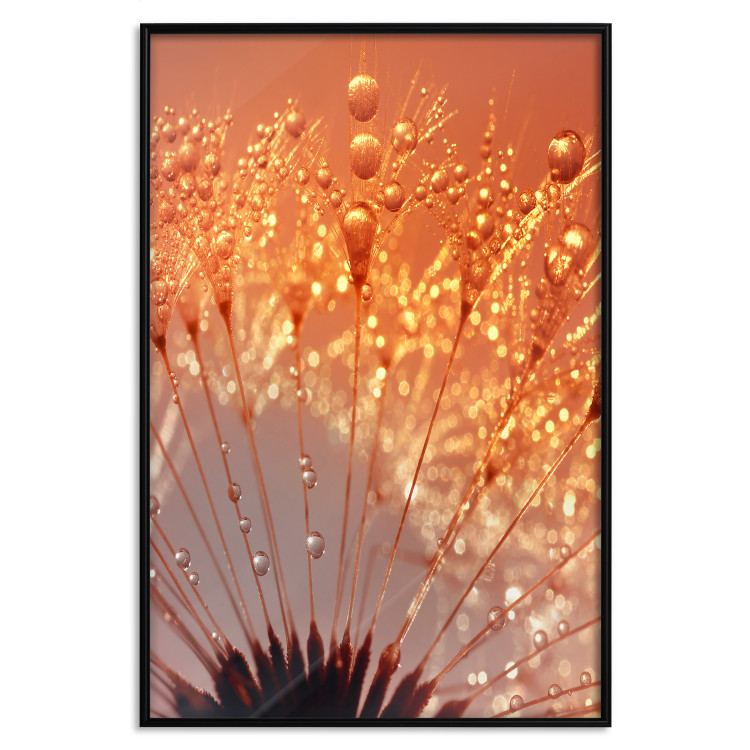 Poster Autumn Dandelion - natural plant flower in close-up 123859 additionalImage 17