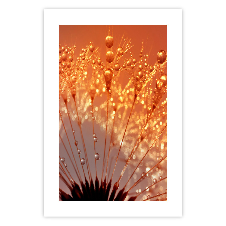 Poster Autumn Dandelion - natural plant flower in close-up 123859 additionalImage 15