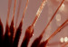 Poster Autumn Dandelion - natural plant flower in close-up 123859 additionalThumb 8