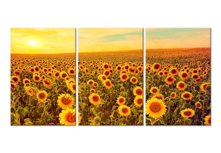 Canvas Art Print Sunflowers at Sunset (3 Parts) 124359