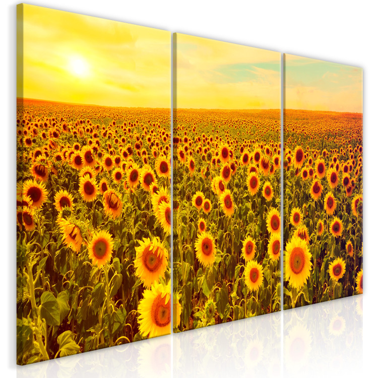 Canvas Art Print Sunflowers at Sunset (3 Parts) 124359 additionalImage 2