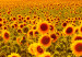 Canvas Art Print Sunflowers at Sunset (3 Parts) 124359 additionalThumb 5