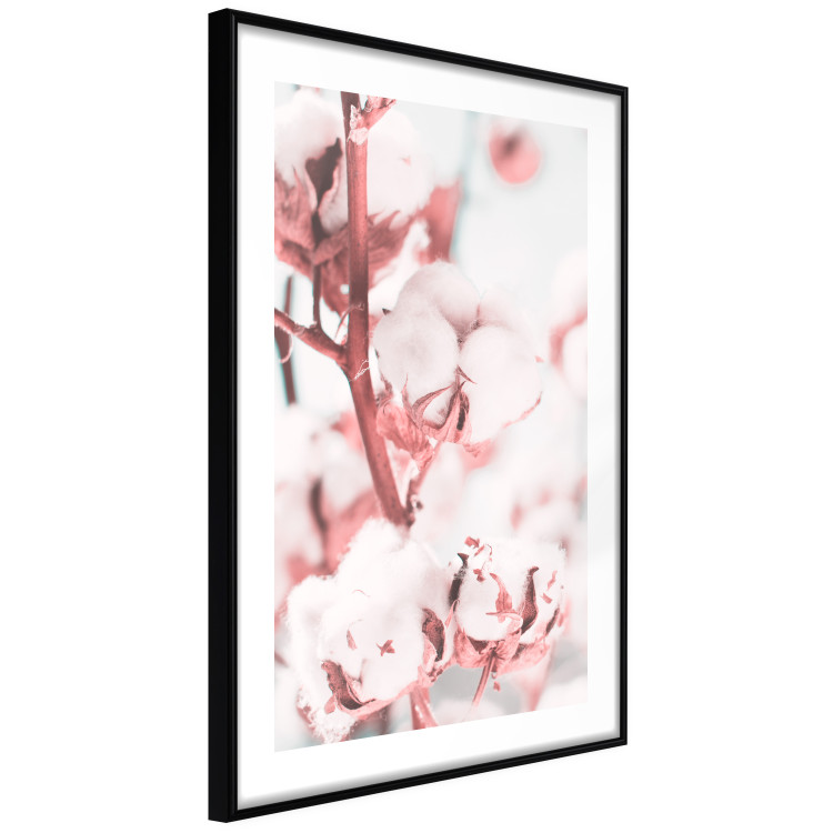 Poster Cotton in Bloom - delicate cotton flowers in winter light 124459 additionalImage 11