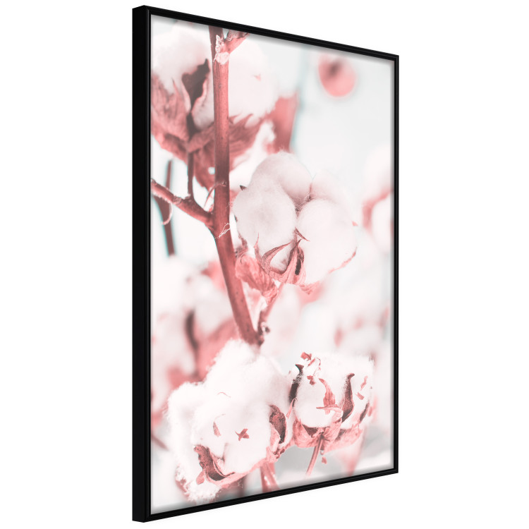 Poster Cotton in Bloom - delicate cotton flowers in winter light 124459 additionalImage 10