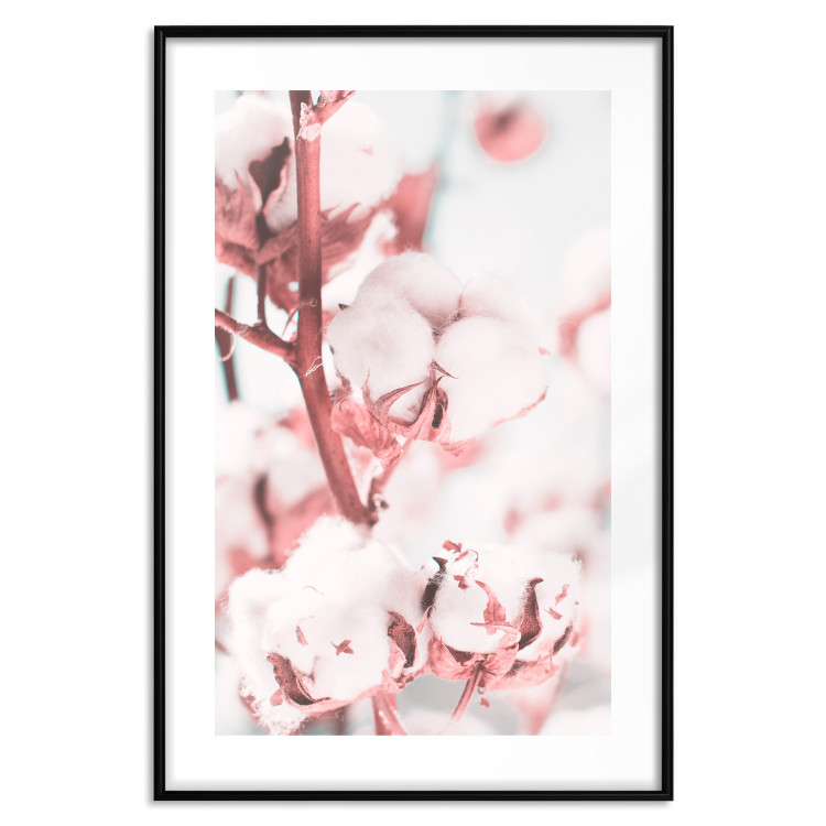 Poster Cotton in Bloom - delicate cotton flowers in winter light 124459 additionalImage 15
