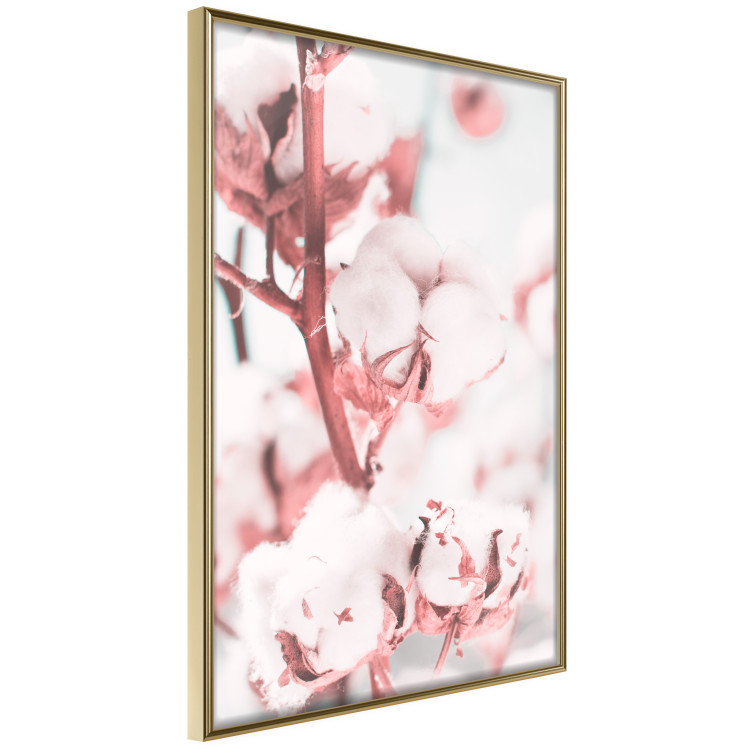 Poster Cotton in Bloom - delicate cotton flowers in winter light 124459 additionalImage 12
