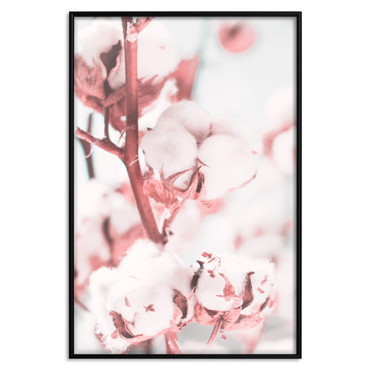 Poster Cotton in Bloom - delicate cotton flowers in winter light 124459 additionalImage 18