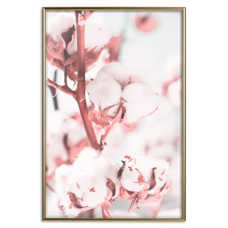 Poster Cotton in Bloom - delicate cotton flowers in winter light 124459 additionalImage 16